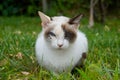 Blue-eyed kitten Royalty Free Stock Photo