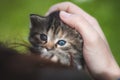 Blue-eyed kitten in the arms of a young woman is resting and cuddling. An innocent kitty tries to climb on the shoulder and look