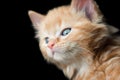 Blue eyed kitten Royalty Free Stock Photo