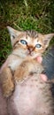 Blue Eyed Kitten orange Royalty Free Stock Photo