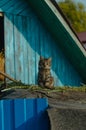 Blue-eyed kitten sitting on a blue barn Royalty Free Stock Photo