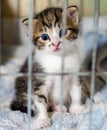 blue-eyed kitten of a tabby color stares in surprise from the ca Royalty Free Stock Photo