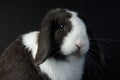 Blue Eyed Lop-Eared Bunny with White Blaze on Black Background