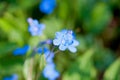 Blue-eyed-Mary Royalty Free Stock Photo