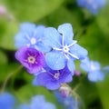 Blue-eyed Mary (Omphalodes verna) Royalty Free Stock Photo
