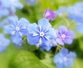 Blue-eyed Mary (Omphalodes verna) Royalty Free Stock Photo