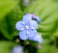 Blue-eyed Mary (Omphalodes verna) Royalty Free Stock Photo