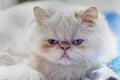 Blue eyed Persian cat Royalty Free Stock Photo