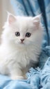 blue eyed persian cat Royalty Free Stock Photo