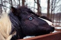 Blue-eyed piebald pony with braided mane on winter farm close-up