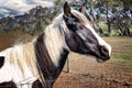 Blue eyed pinto brown and white horse; head portrait. Royalty Free Stock Photo