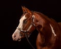 Blue-eyed pinto chessnut horse looking away Royalty Free Stock Photo