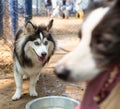 Blue-eyed Pomsky dog drinking water