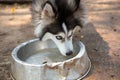 Blue-eyed Pomsky dog drinking water