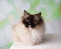 Blue Eyed Ragdoll Breed Cat Lying Down Wide Eyes