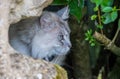 Blue eyed ragdoll cat hides behind a rock. Striking long haired cat.