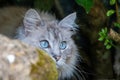 Blue eyed ragdoll cat hides behind a rock. Striking long haired cat.