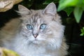 Blue eyed ragdoll cat hides behind a rock. Striking long haired cat.