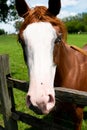 Blue eyed horse at fence Royalty Free Stock Photo