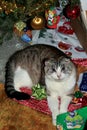 Christmas cat amid festivities