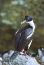 Blue-eyed Shag