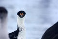 Blue eyed shag in arctic summer, Antarctica Royalty Free Stock Photo