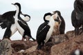 Blue eyed shag with Gentoo penguins on a rock in Antarctica Royalty Free Stock Photo