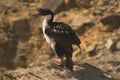 A Blue-eyed Shag is standing on a rock. Royalty Free Stock Photo