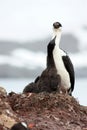 Blue eyed shag in arctic summer, Antarctica Royalty Free Stock Photo