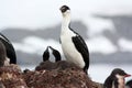 Blue eyed shag with chicks on a rock in Antarctica Royalty Free Stock Photo