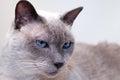 Blue-Eyed Siamese Cat