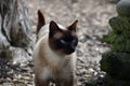 A portrait of a walking cross-eyed siamese cat Royalty Free Stock Photo