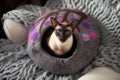 Blue Eyed Siamese Cat in Cat Cave Royalty Free Stock Photo