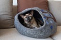 Blue Eyed Siamese Cat in Cat Cave Royalty Free Stock Photo