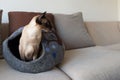 Blue Eyed Siamese Cat in Cat Cave Royalty Free Stock Photo