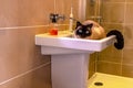 Blue-eyed Siamese Cat Laying In The Washbasin