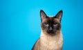 blue eyed siamese cat portrait looking serious on blue background Royalty Free Stock Photo