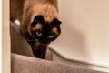 Blue-eyed Siamese Cat Walking Downstairs