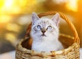 Blue eyed siamese kitten in basket close up photo Royalty Free Stock Photo