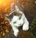 Blue eyed siberian cat sharpen its claws Royalty Free Stock Photo