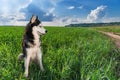 Blue-eyed Siberian husky black and white color sitting on bright green field. Portrait Husky dog looking to the side. Copy space. Royalty Free Stock Photo