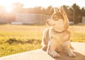 Blue Eyed Siberian Husky