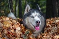 Blue-eyed Siberian husky in pile of autumn yellow leaves, sunny day