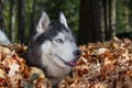 Blue-eyed Siberian husky in pile of autumn yellow leaves, sunny day in park