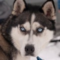 Blue eyed Siberian husky portrait