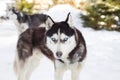 Blue eyed siberian husky portrait Royalty Free Stock Photo