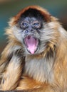 Blue eyed spider monkey,chagres nat park,panama Royalty Free Stock Photo