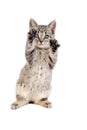 Blue Eyed Tabby Kitten with Paws Up Royalty Free Stock Photo