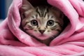 Blue eyed tabby kitten wrapped in a pink towel after bath