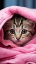 Blue eyed tabby kitten wrapped in a pink towel after bath